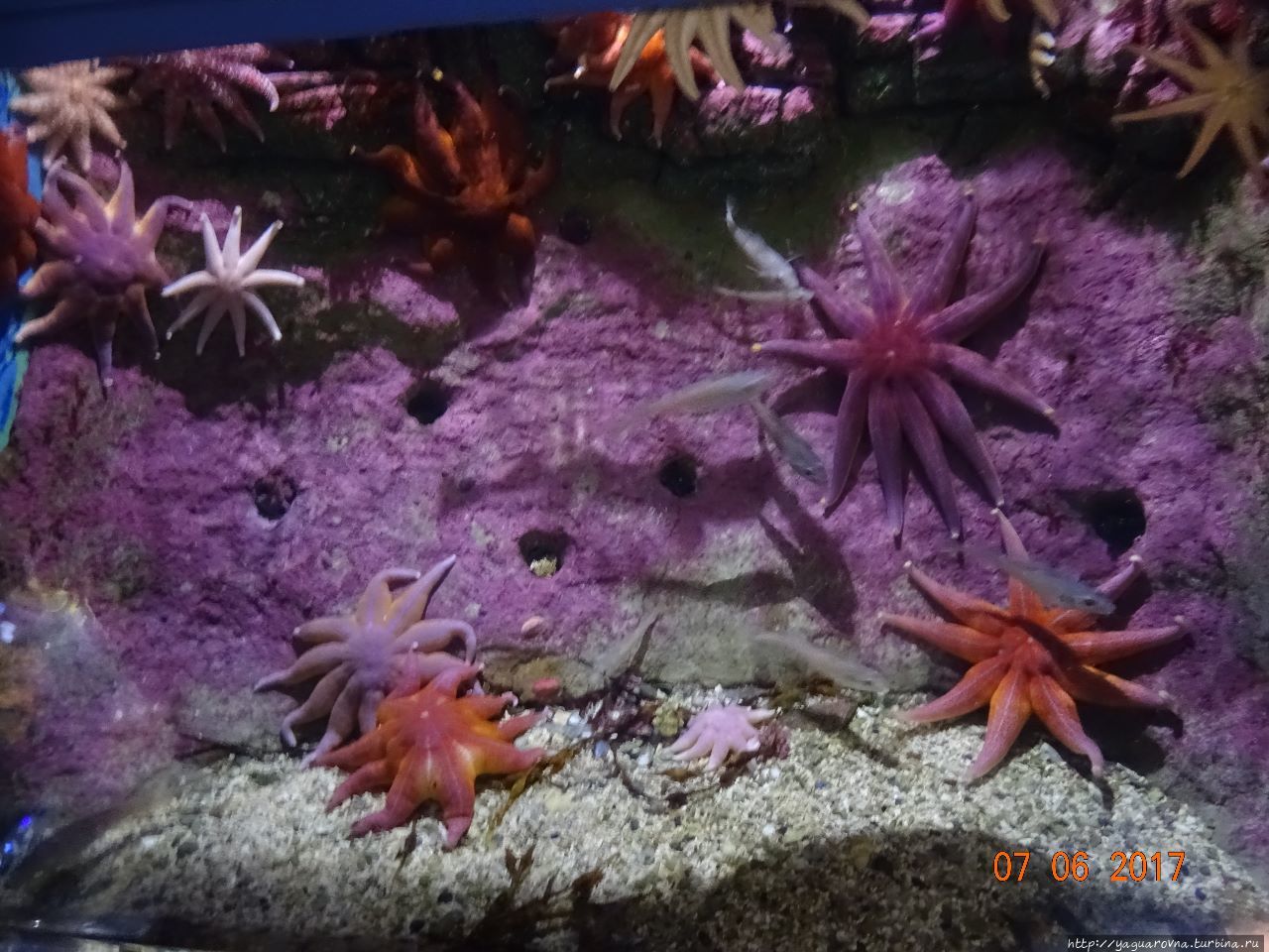 Арктический парк «Полярия» Тромсё, Норвегия Арктический парк «Полярия» Тромсё, Норвегия