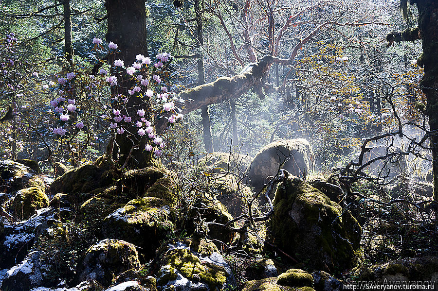 Волшебный лес Непал