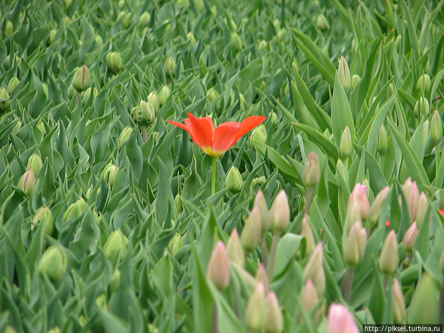 Весенняя феерия Певческого поля Киев, Украина