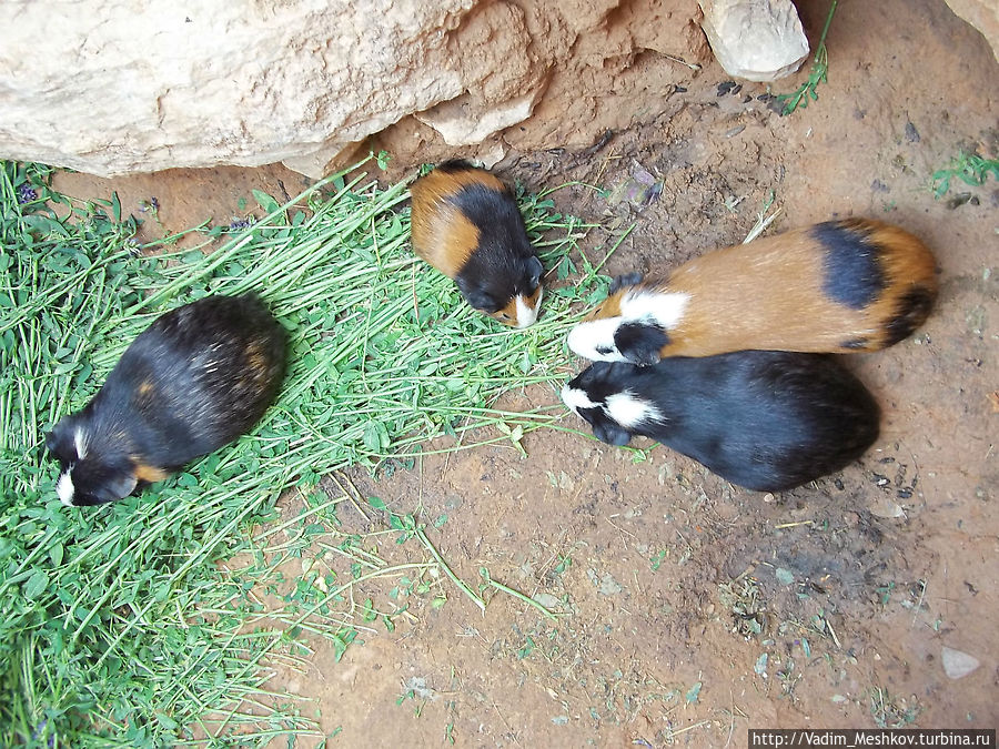 Морские свинки в пещере троглодитов