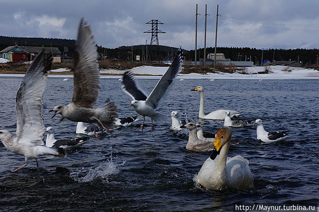 Чайки успевают везде, тут же налетают на брошенный хлеб. Лебеди так не суетятся, ведут себя с достоинством. Южно-Сахалинск, Россия