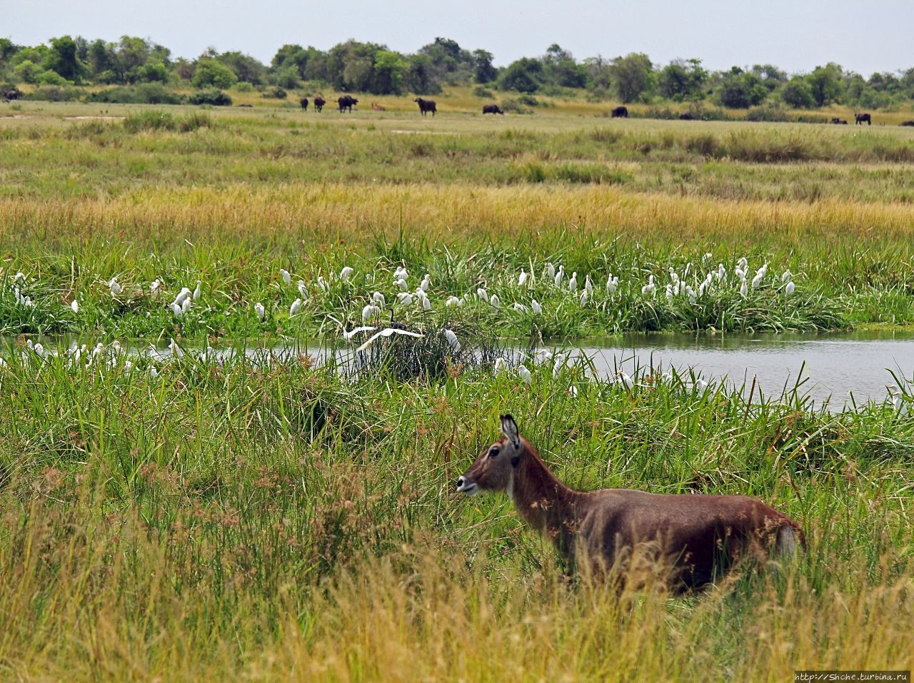 Большому сафари - большой фото-отчет