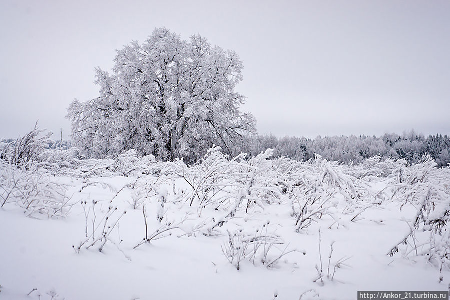 Зимняя Ошеть накануне Рождества Кировская область, Россия