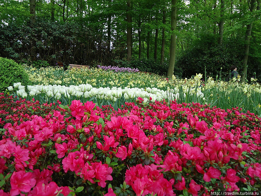 Цветочный рай для милых дам Кёкенхоф, Нидерланды