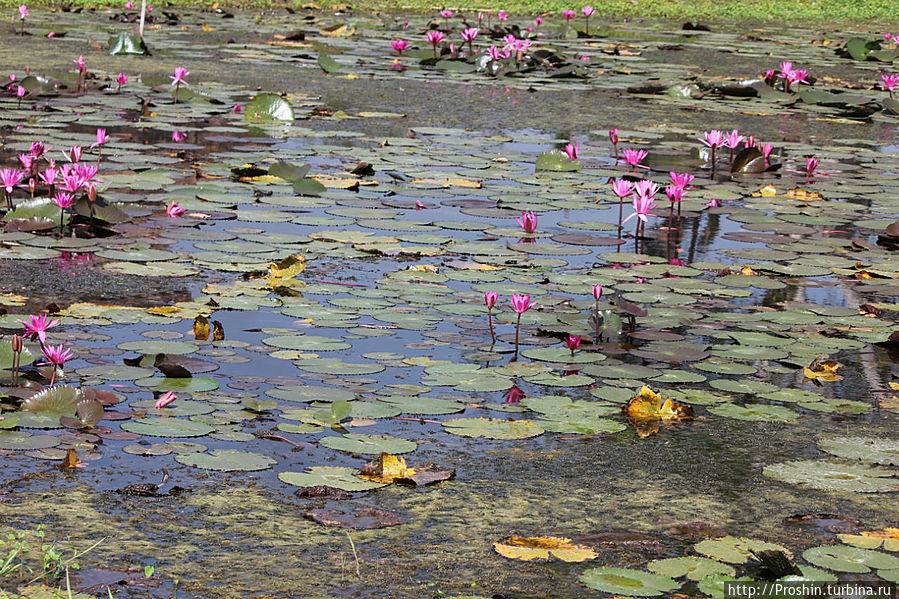 Сукхотай, 4-день, Исторический парк, Wat Mahathat Сукхотай, Таиланд