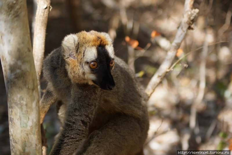 Бурый (краснолобый) лемур Киринди Митеа Национальный Парк, Мадагаскар