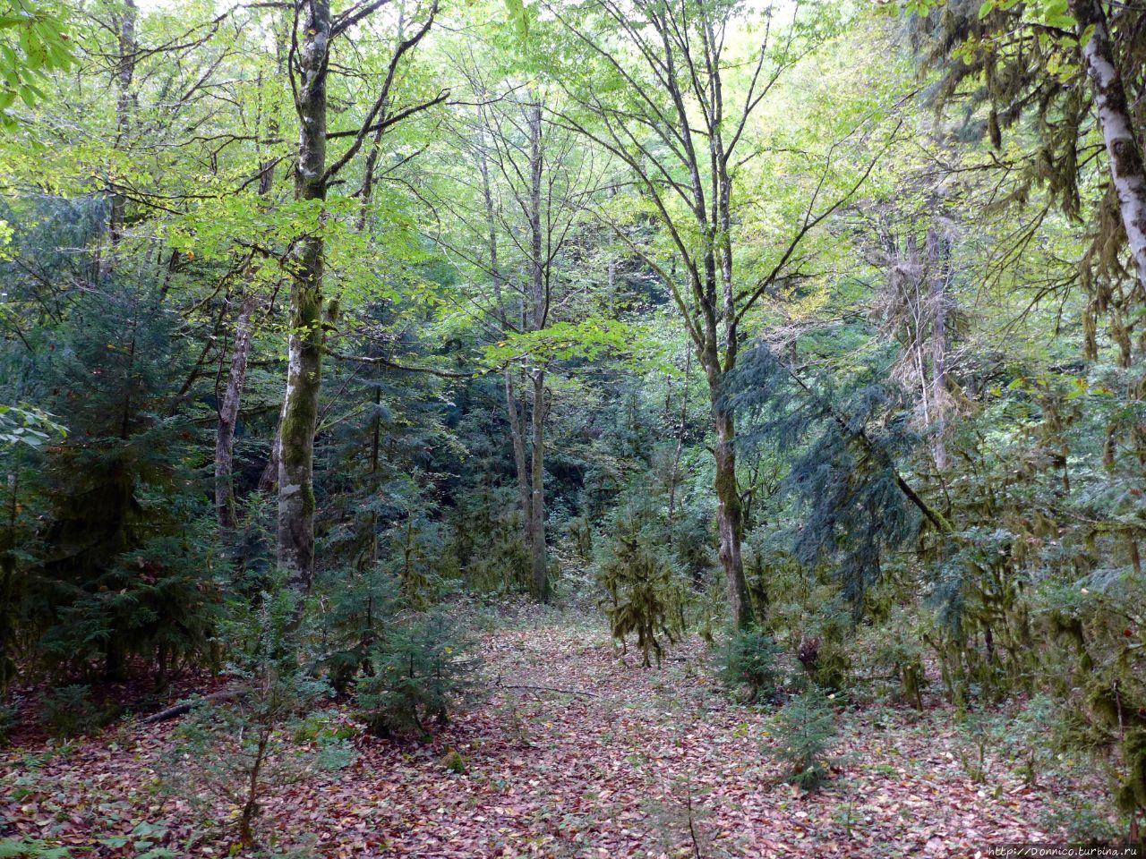 Заколдованный лес Рица Реликтовый Национальный Парк, Абхазия