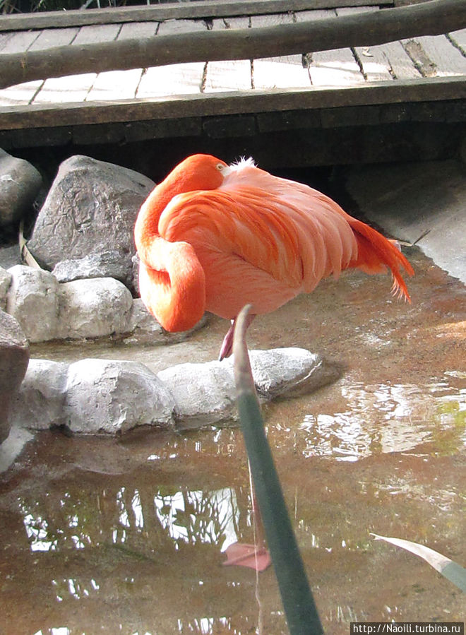 Фламинго сложил свою длиную шею Мехико, Мексика