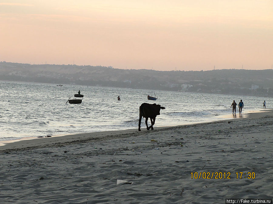 Коровы на пляже-обычное дело) ну хоть не гадят и то хорошо)