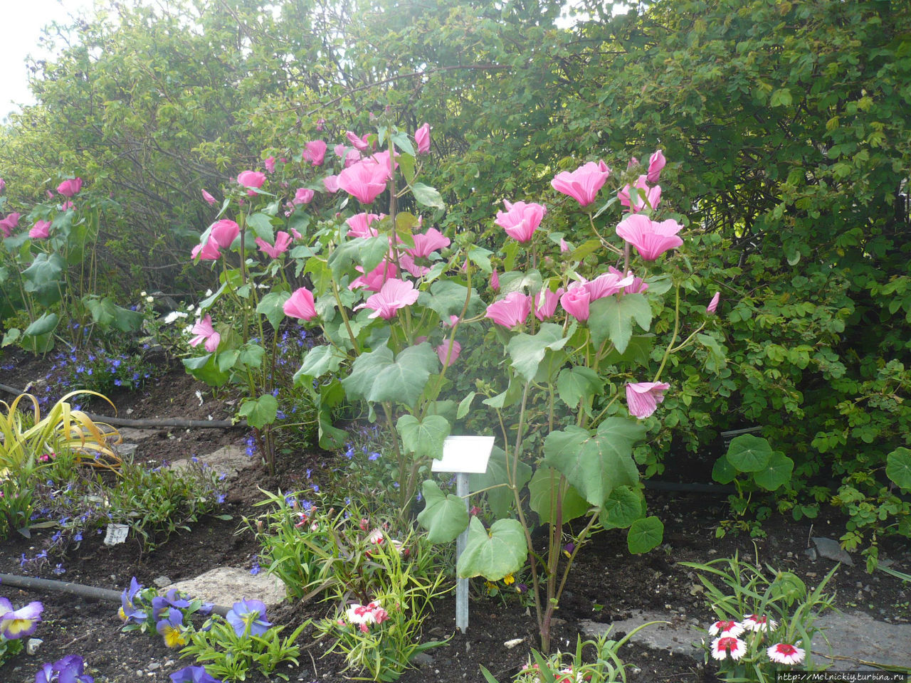Арктическо-альпийский ботанический сад Тромсё, Норвегия