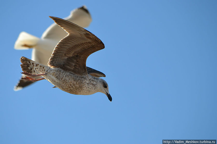 Чайки в Эссуэйре воруют пойманную рыбу у рыбаков