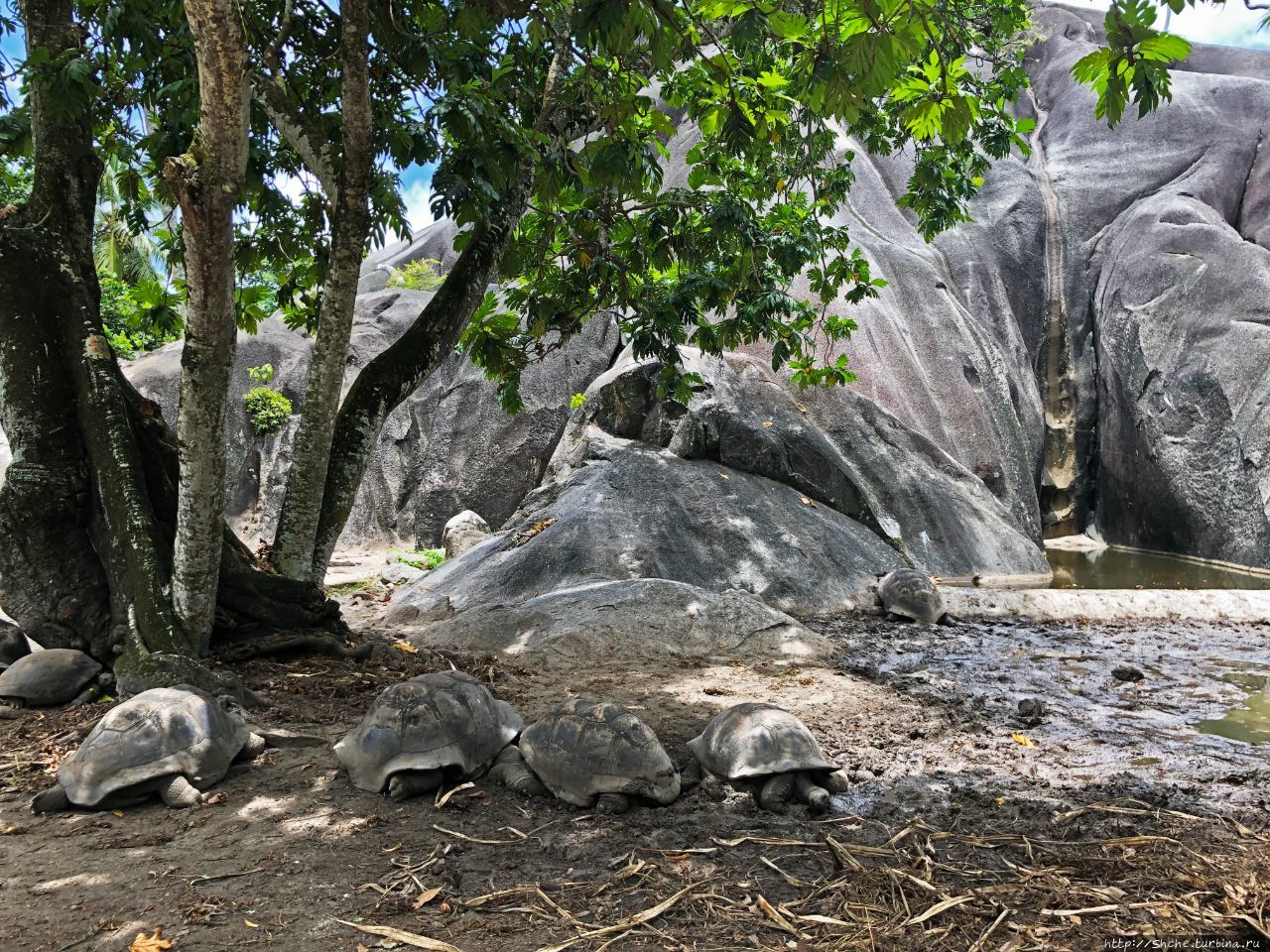 Черепаховая ферма Л-Унион, Сейшельские острова