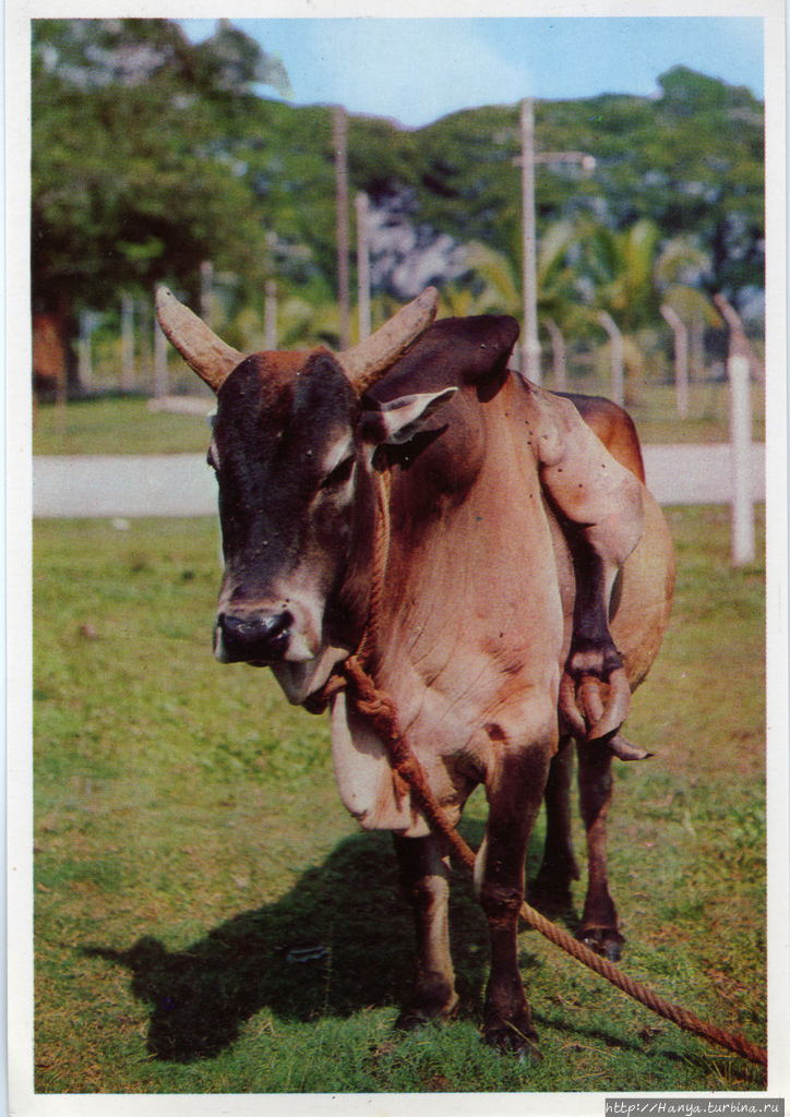 Пятыкопытый бык. Фото из интернета