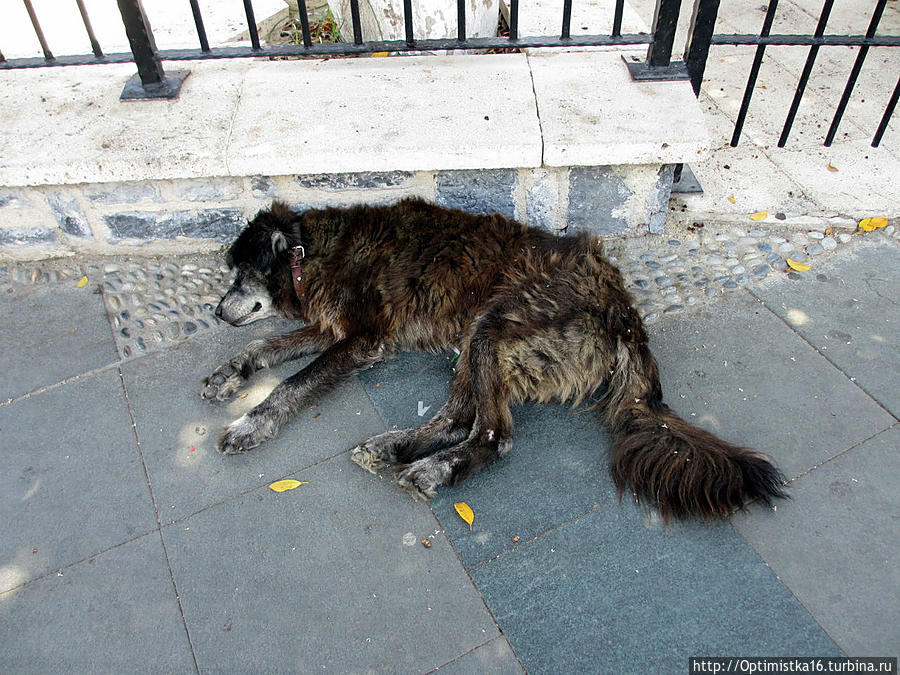 Кошечки, собачки и прочая живность в Бодруме Бодрум, Турция