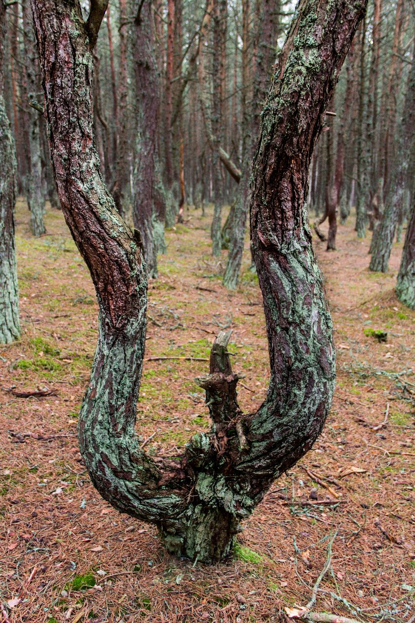 Танцующий лес. Куршская коса Куршская Коса Национальный Парк, Россия