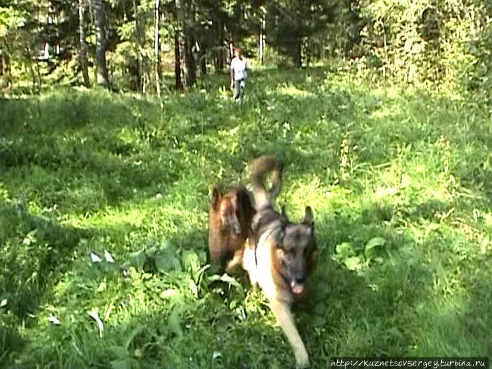 Седьмая поездка в Германию на Зигер в Ульм. Начало и Брест. Брест, Беларусь