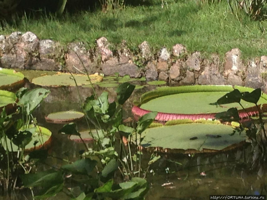 Ботанический Сад Рио-де-Жанейро / Jardim Botânico do Rio de Janeiro