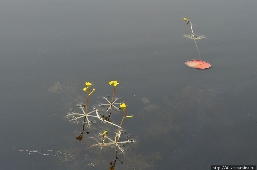 Интересные водоросли: добравшись до поверхности — цветут Беннингтон, CША