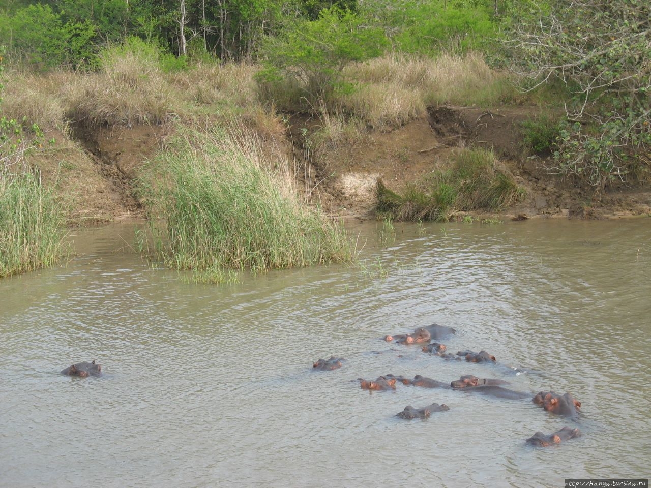 Водно-болотный резерват Санта-Лусия Болота Исимангалисо Национальный парк, ЮАР