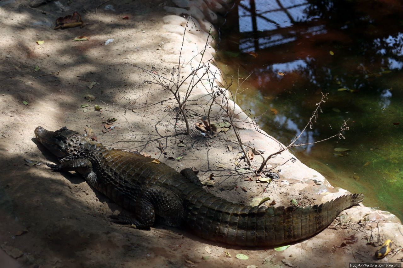 Зоопарк Лимы Лима, Перу