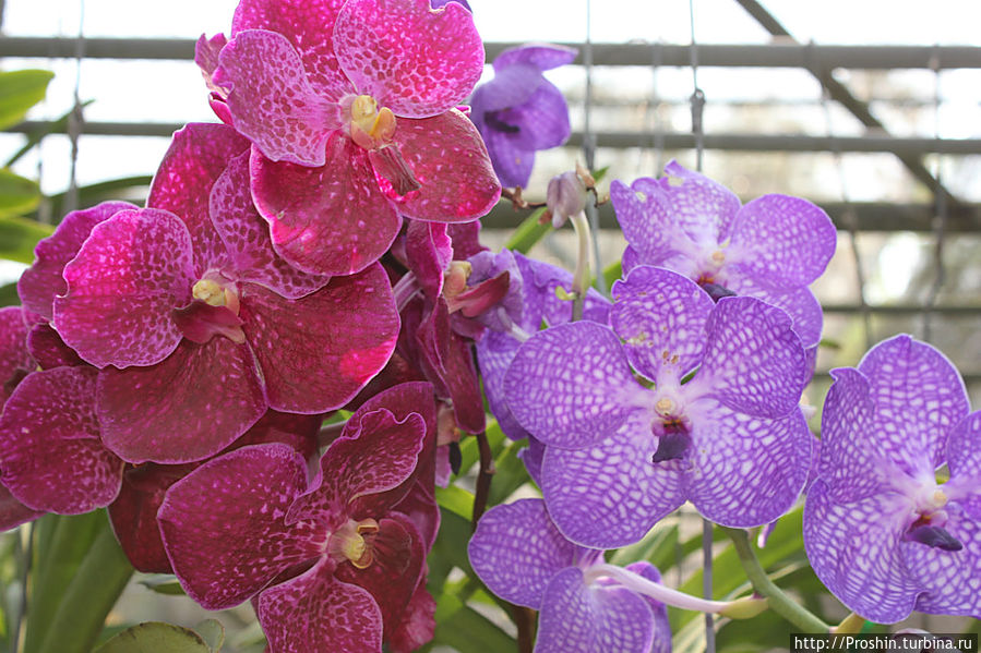 Чиангмай, 6-й день, Парк орхидей Чиангмай, Таиланд