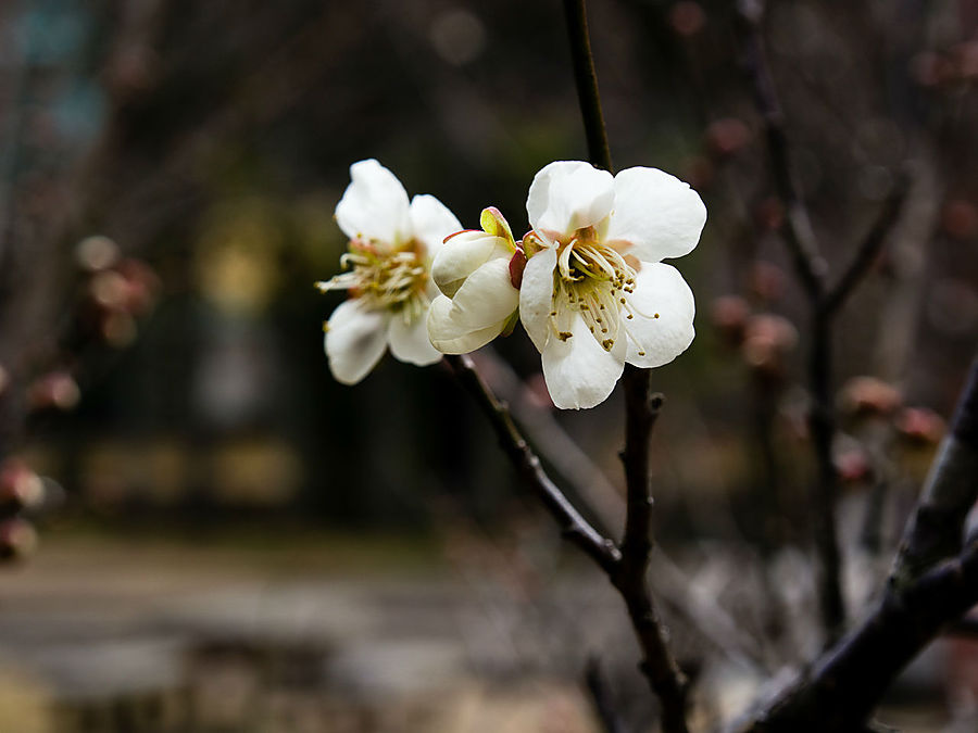 Хотя у каждого цветущего растения в Японии есть свой определённый период цветения, в реальности дервья и цветы зацветают как попало. Зависит от сорта, от местности, от того, как падает солнышко. Можно увидеть цветущую сливу в декабре и сакуру в феврале. Данная конкретная слива зацветает, в общем, как положено. Тоттори, Япония