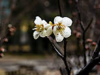 Хотя у каждого цветущего растения в Японии есть свой определённый период цветения, в реальности дервья и цветы зацветают как попало. Зависит от сорта, от местности, от того, как падает солнышко. Можно увидеть цветущую сливу в декабре и сакуру в феврале. Данная конкретная слива зацветает, в общем, как положено.