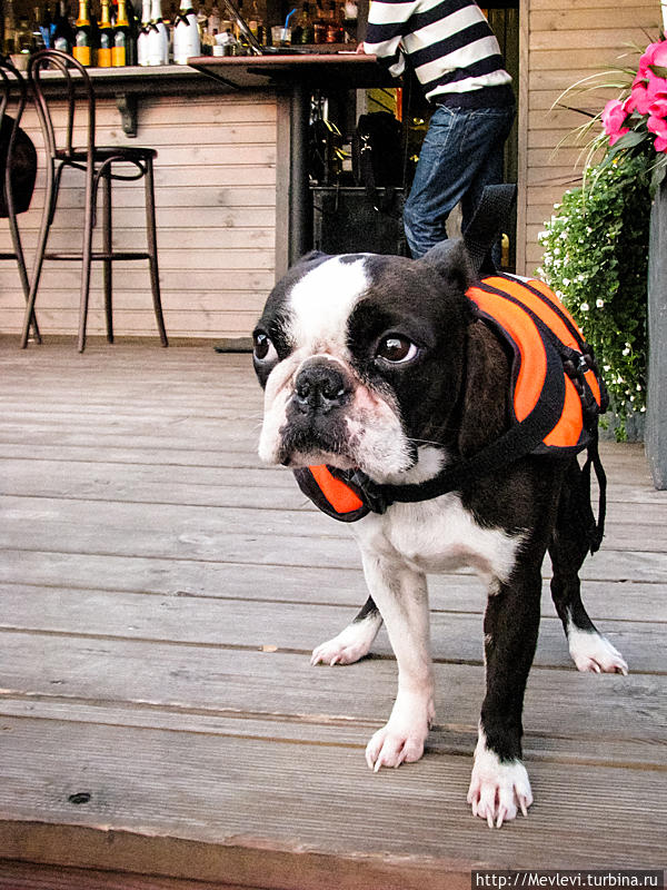 Приятное знакомство Рига, Латвия