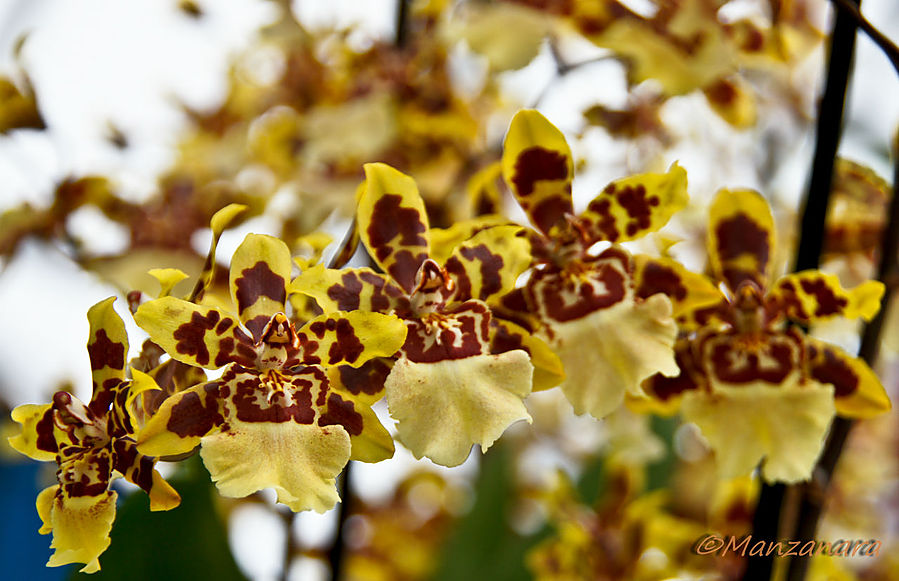 Такие разные орхидеи Кёкенхоф, Нидерланды