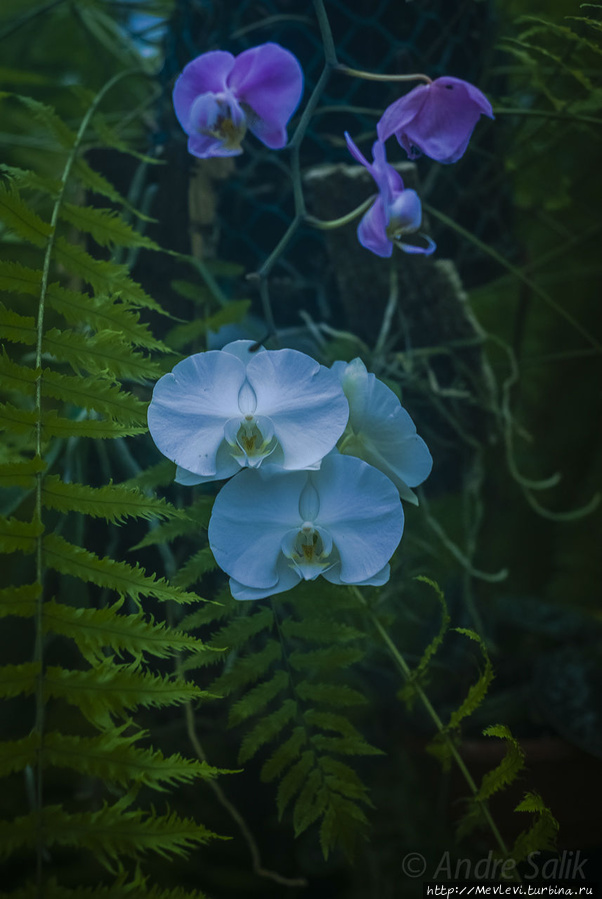 В Ботаническом саду Рига, Латвия