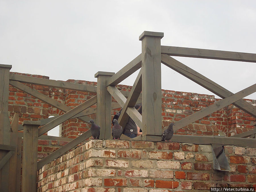 Наблюдатели...