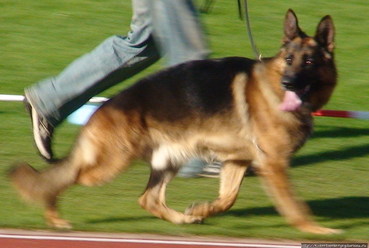 Зигер в Ульме Ульм, Германия