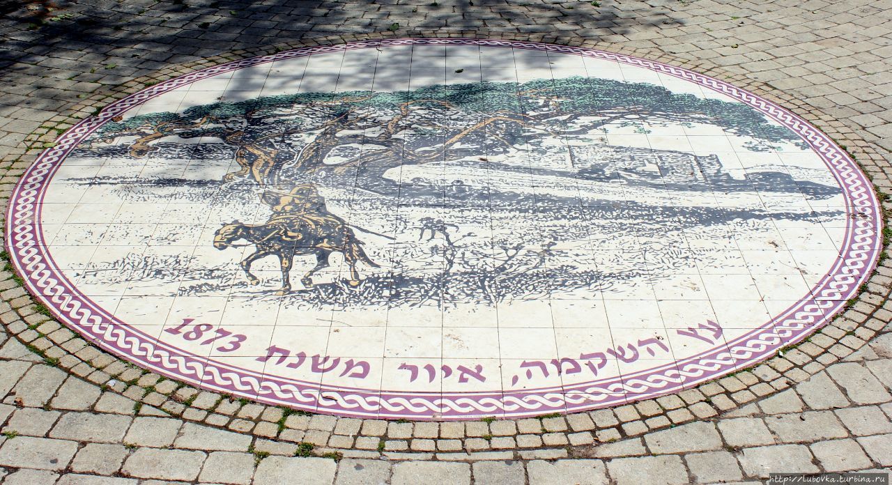1000-летня Сикомора Нетания, Израиль