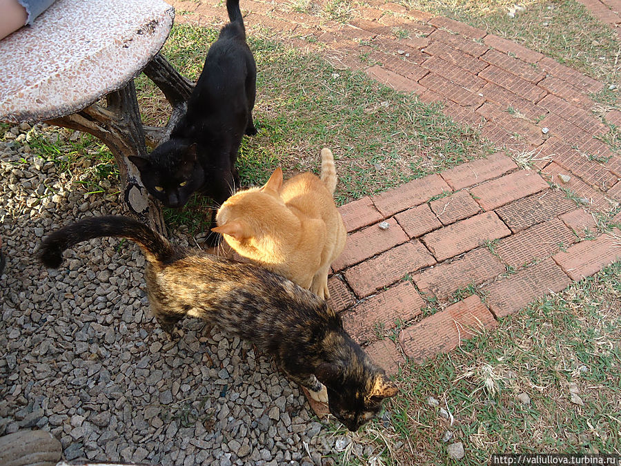 Коты-попрошайки)