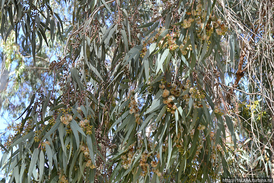 Цветение эвкалипта.