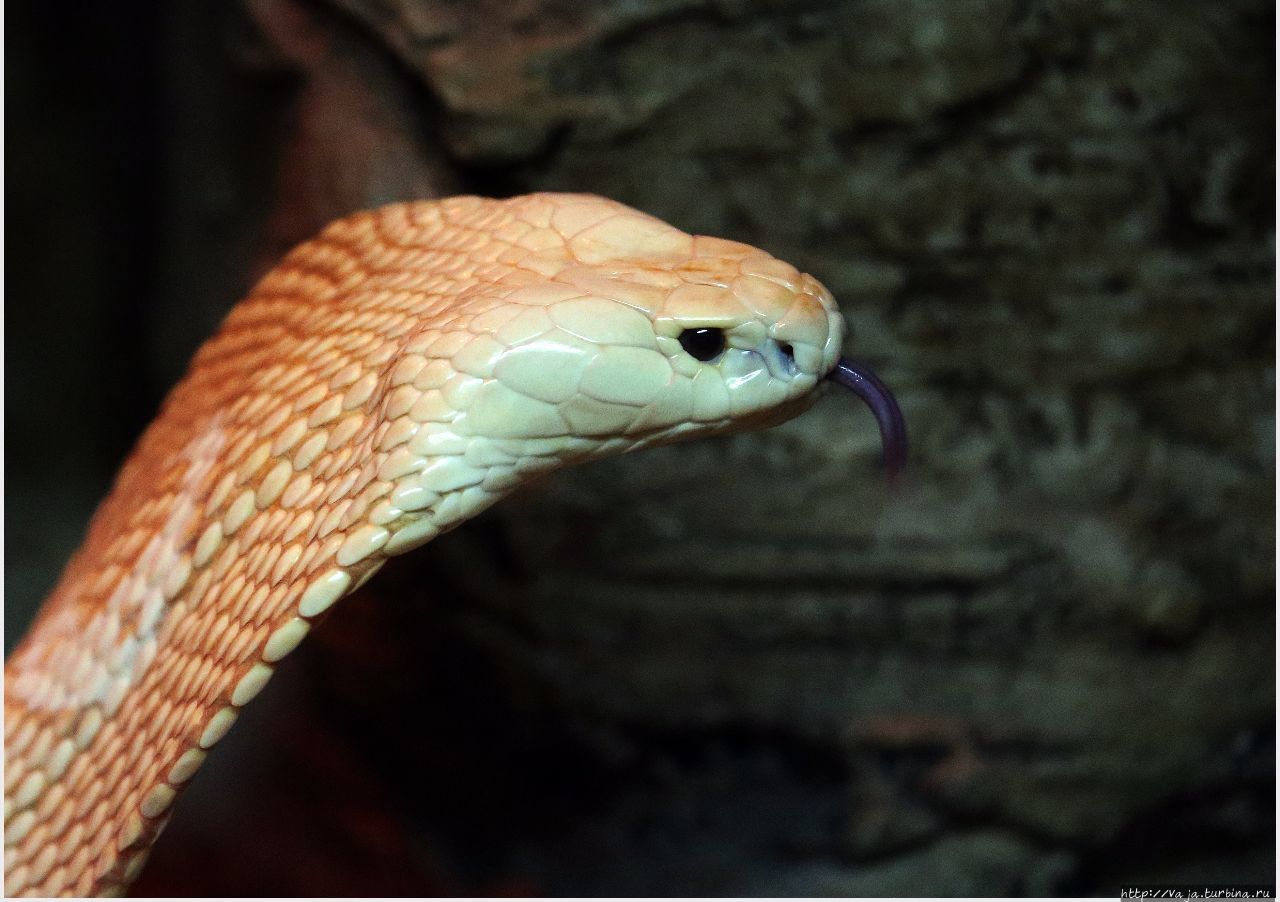 Разве она не прекрасна Индийская кобра Мехико, Мексика