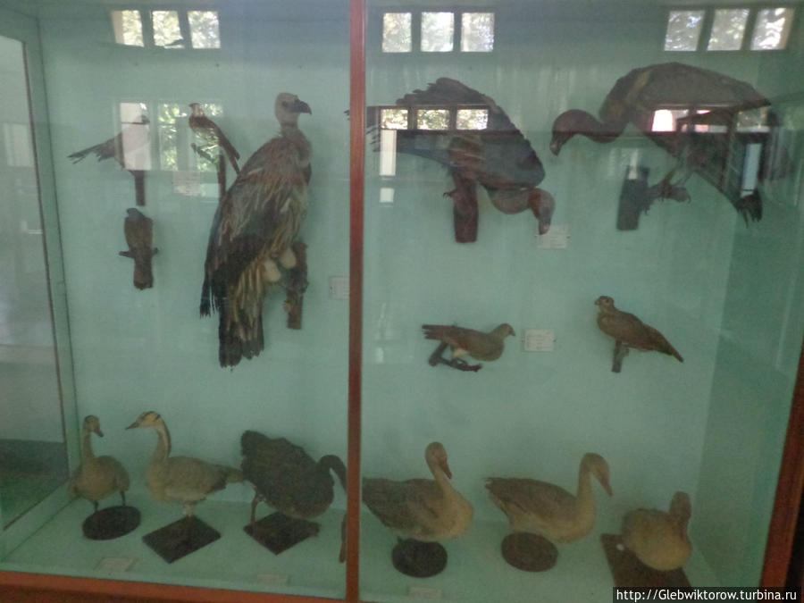 Музей зоологии Янгон, Мьянма