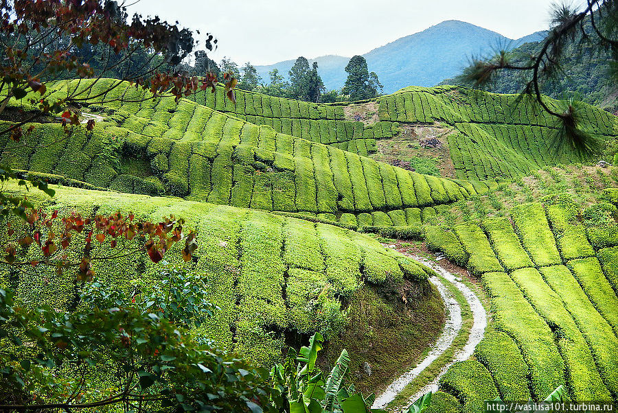 Чайные плантации — Sungai Palas Boh Tea Estate Танах-Рата, Малайзия