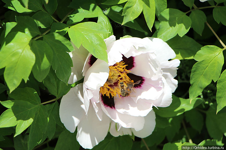 Цветочный мед в таблетках Харьковская область, Украина