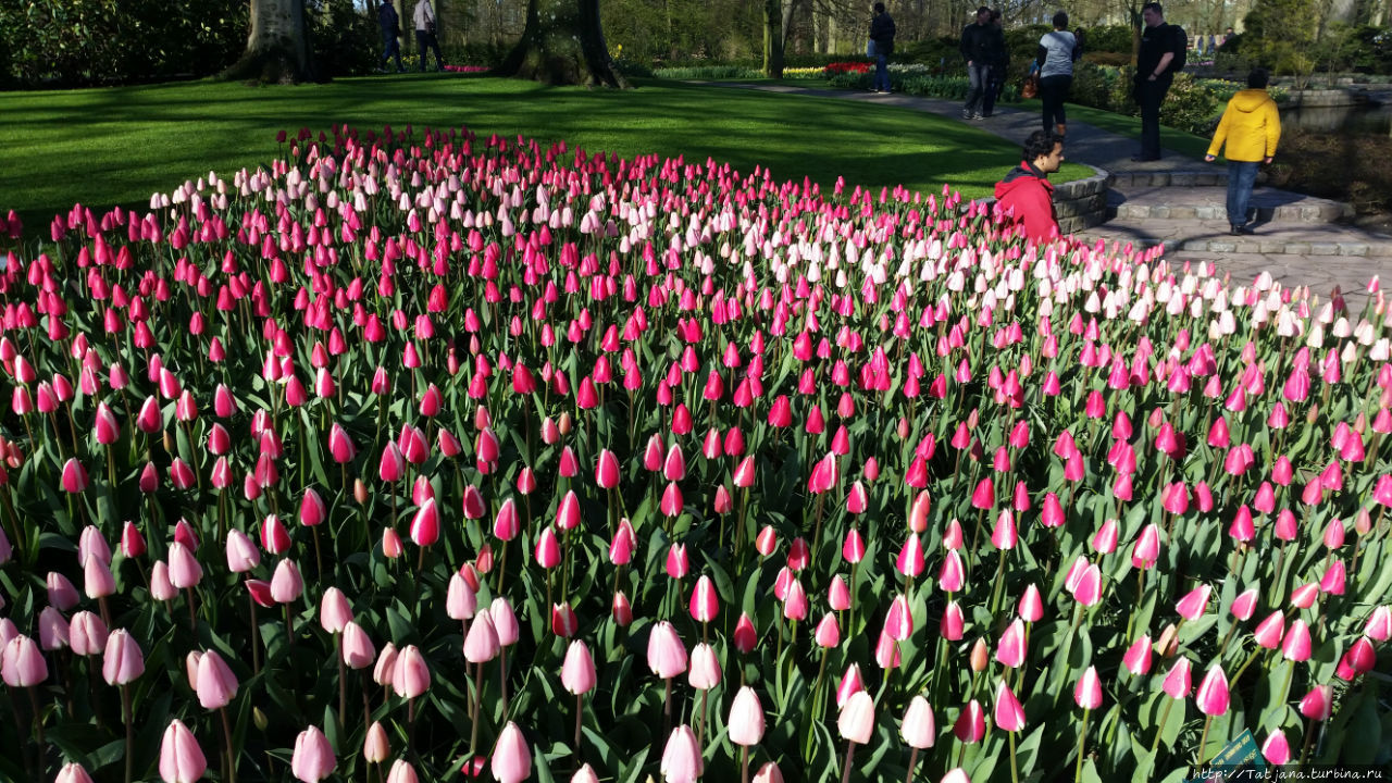 Весна в Голландии  в   парке Keukenhof Лиссе, Нидерланды