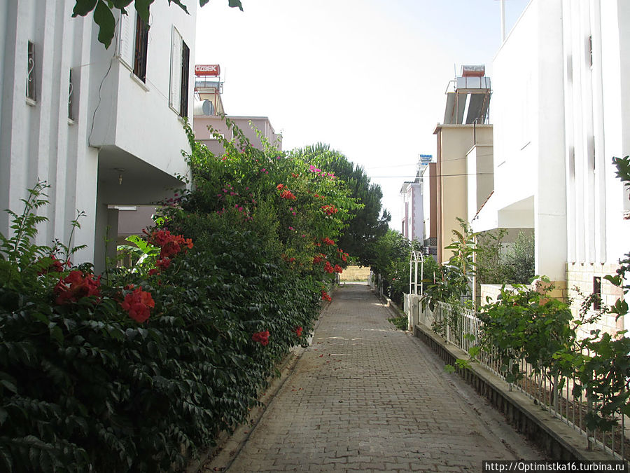 Цветущий Дидим Дидим, Турция