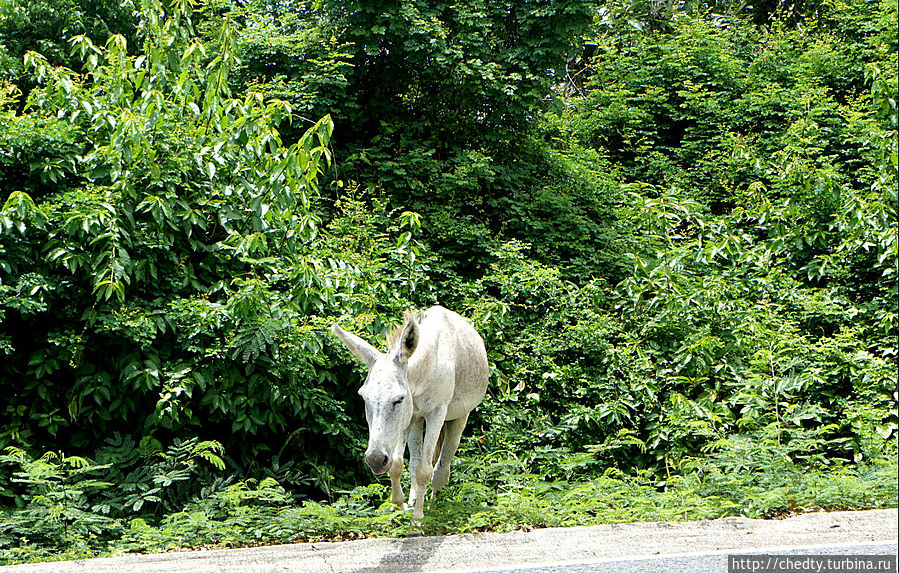 Тоже что ищет. Самые крупные дикие млекопитающие о-ва Ст. Джон ослы. Это что намек?