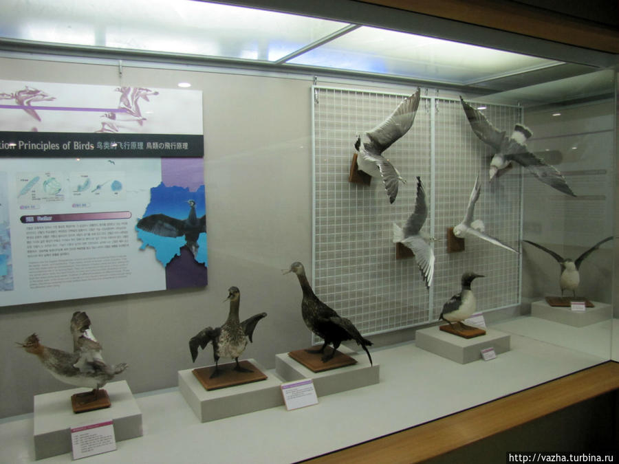 Морской музей естественной истории Пусана. Вторая часть. Пусан, Республика Корея