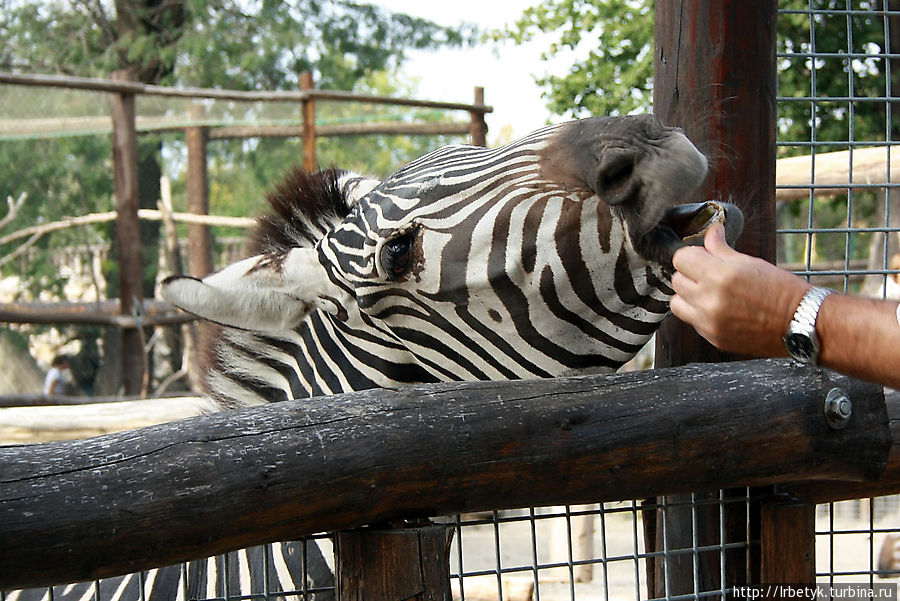 Ребятам о зверятах: зоопарк в центре Будапешта Будапешт, Венгрия