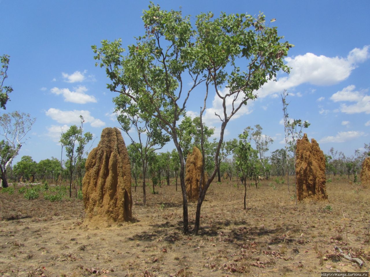 Соборные термитники / Cathedral Termite Mounds