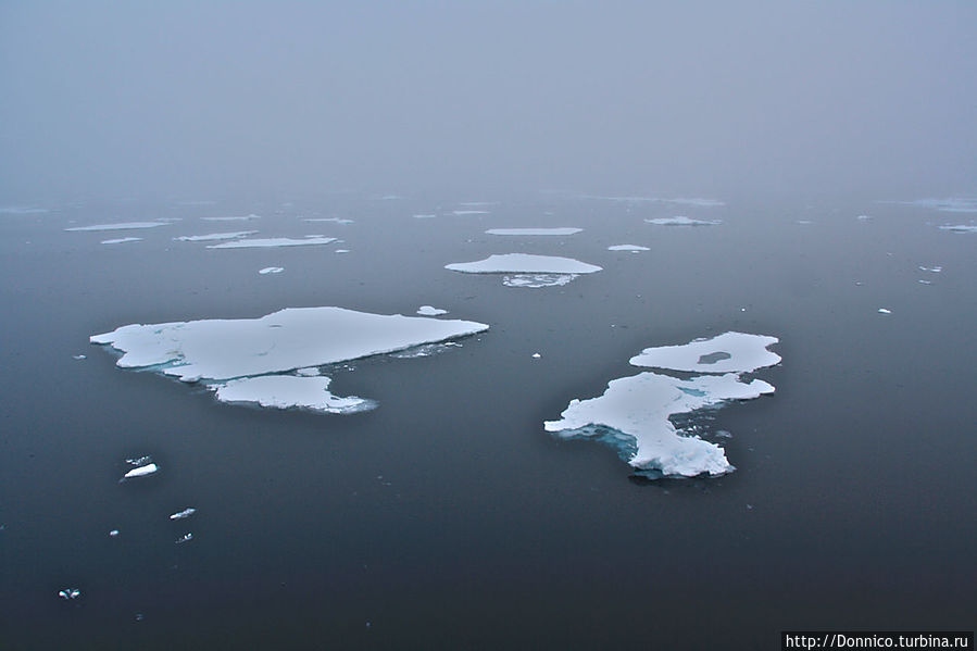 одинокий морской конек в поиске подруги...