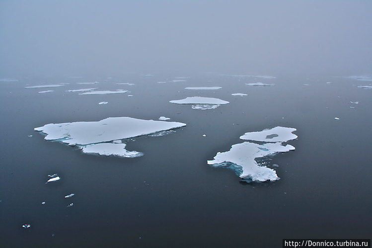 одинокий морской конек в 