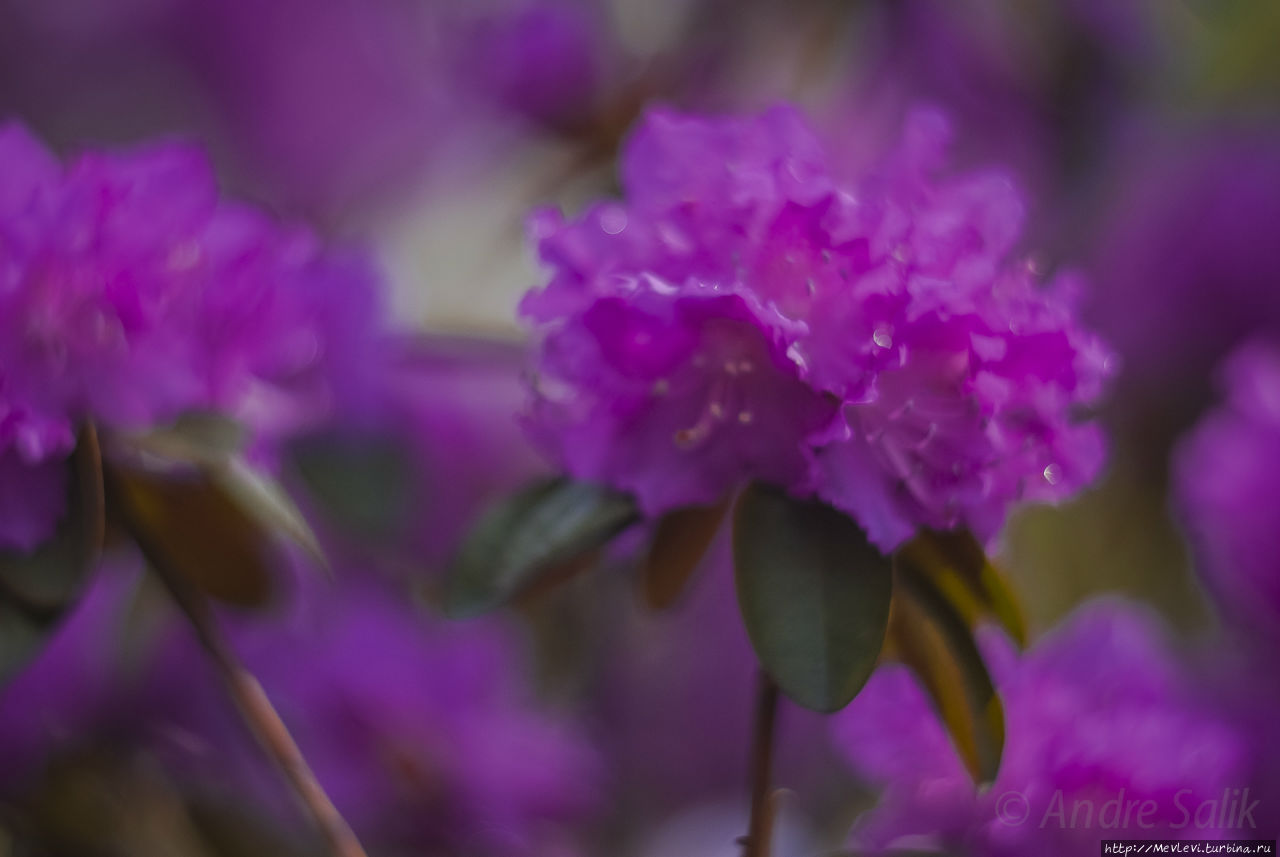 ПОСЛЕДНЕЕ МАЙСКОЕ Рига, Латвия