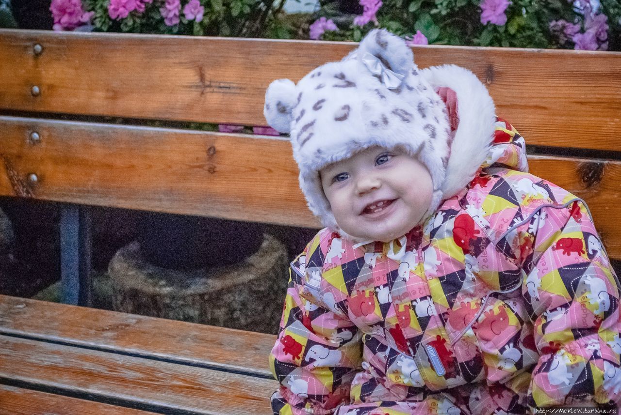 Среди азалий Рига, Латвия