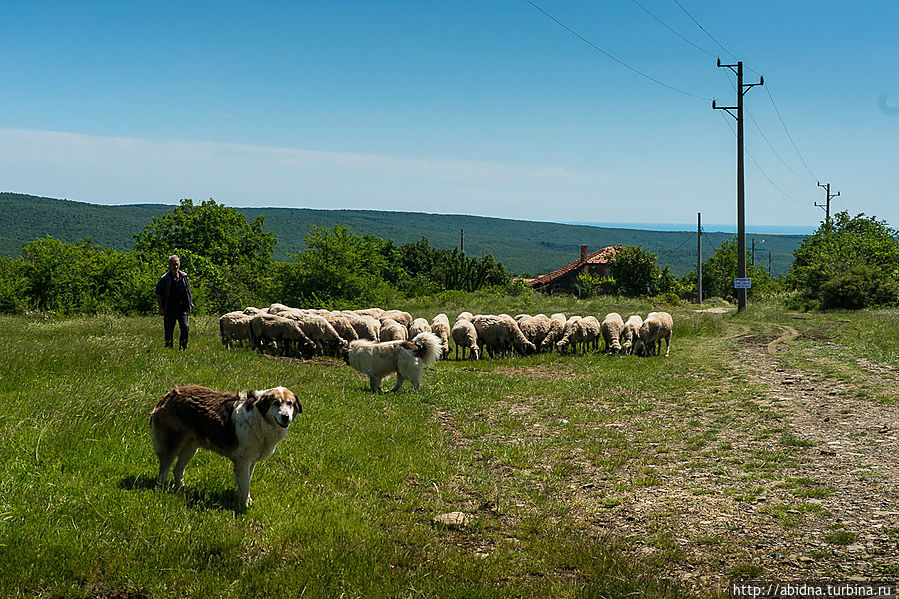 Болгарская пастораль. Горы, деревни, овечки и луга Свети-Влас, Болгария